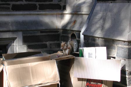 L03-Squirrel_Princeton
