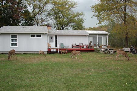 Ra18-Deer_IN_Dunes