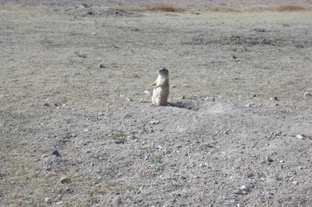 Wa20-PDog_WindCaveSD